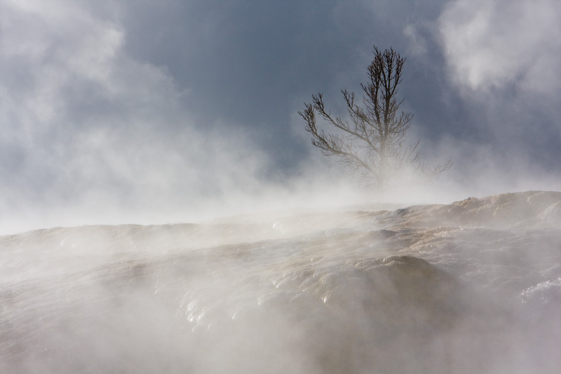 Dead Tree Through Steam